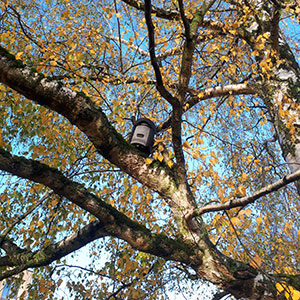 2018-12-04 CG-Vitry gite-chauve-souris-2 300x300