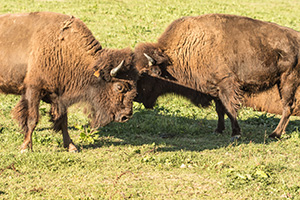 MI90 vacances Ranch Bisons c PascaleMeyer